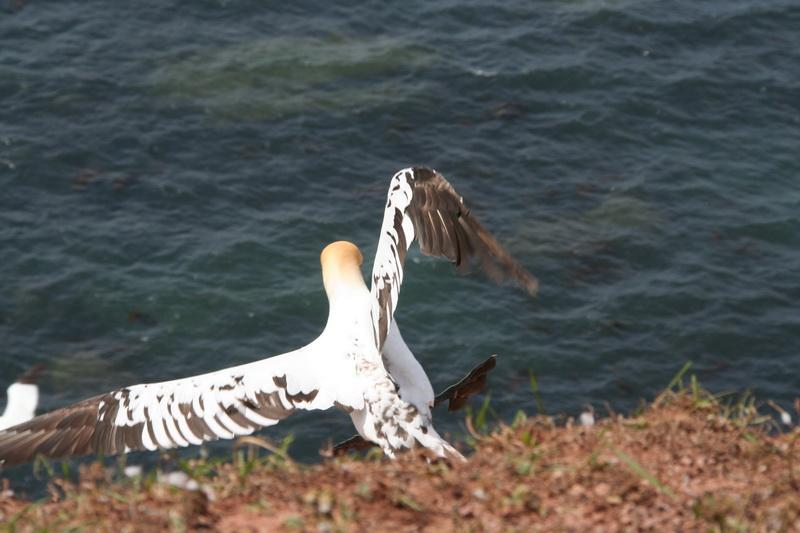 04DP-2008-036 Bild033.JPG - Am Vogelfelsen von Helgoland